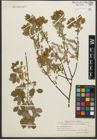 Foto von Salix starkeana Willd.